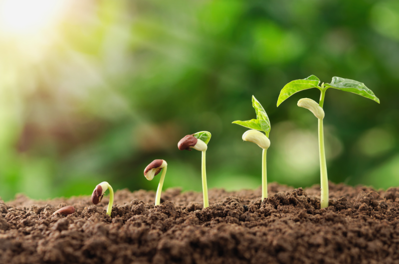Plant Production Systems